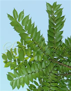  Leaves